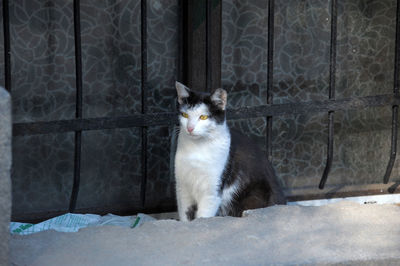 Portrait of cat sitting by window