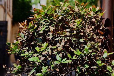 Close-up of potted plant