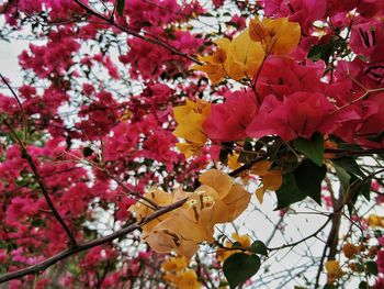 Low angle view of bougainvillea blooming tree