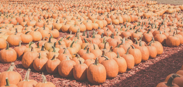 High angle view of pumpkins on ground