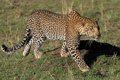 Close-up of leopard