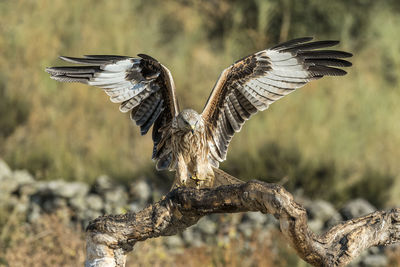 Close-up of kite flying with spread wings perching on tree trunk