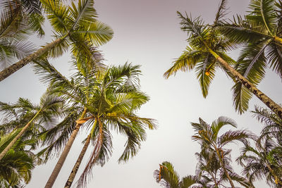 Low angle view of palm trees against clear sky