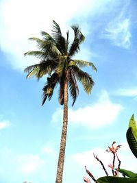 Low angle view of coconut palm tree against sky