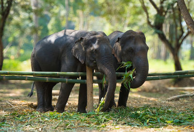 Elephants on field