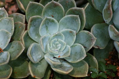 High angle view of prickly pear cactus