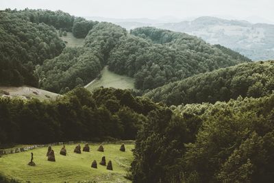 High angle view of trees on mountain