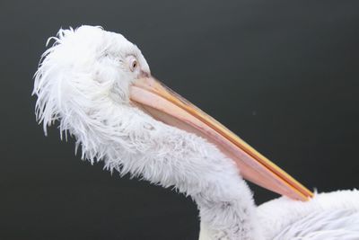 Close-up of a bird against black background