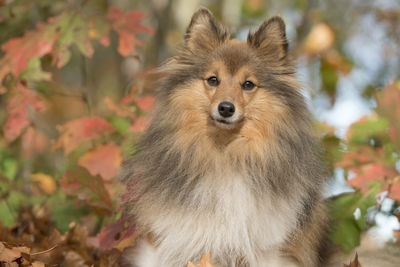 Portrait of a shetland sheepdog looking at the camera between autumn leaves and on a blue sky 