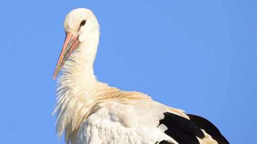 Low angle view of white stork against clear sky