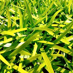 Full frame of grass growing on field