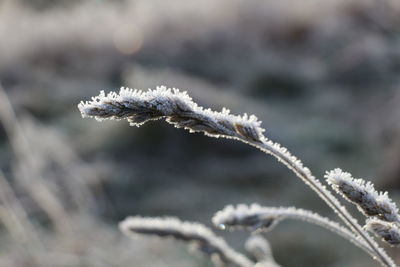 Close-up of frost on snow covered leaf