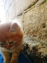 Close-up of cat against wall