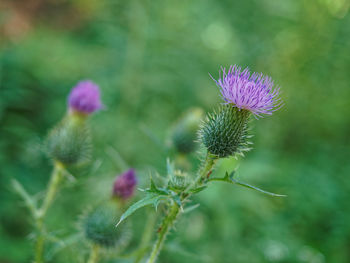 Close-up of thistle blooming outdoors