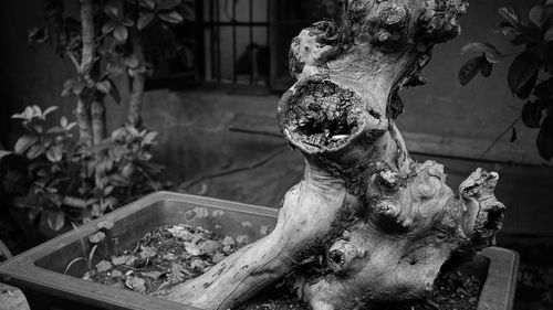 Close-up of statue by water