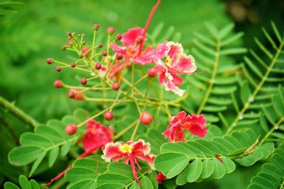 Close-up of red berries growing on plant