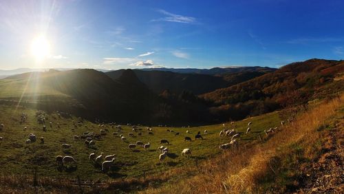 High angle view of sheep on mountain against blue sky