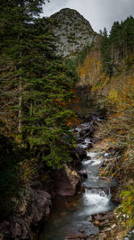 Stream flowing through rocks in forest