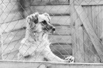 View of a dog looking away