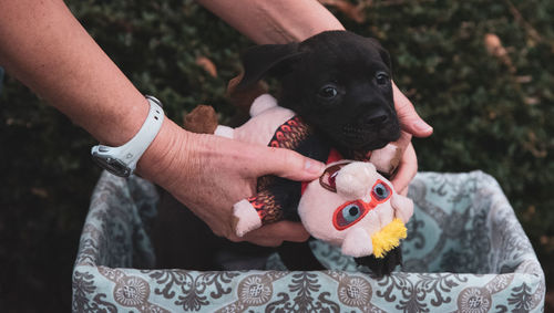 Cropped hand of woman holding dog