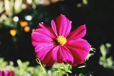 Close-up of pink flower