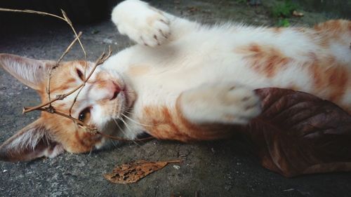 Portrait of stray cat relaxing on footpath