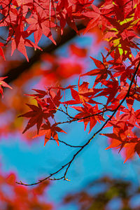 Low angle view of maple leaves on tree