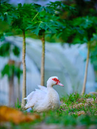 A white duck at the farm in melaka, malaysia.