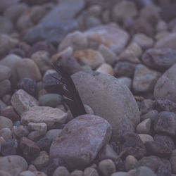 Close-up of crab on pebbles at beach