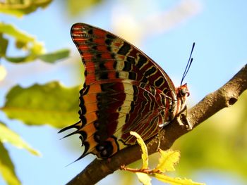 Close-up of butterfly on leaf