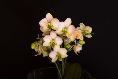 Close-up of flowers over black background