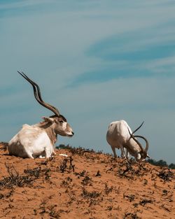 Flock of sheep on land