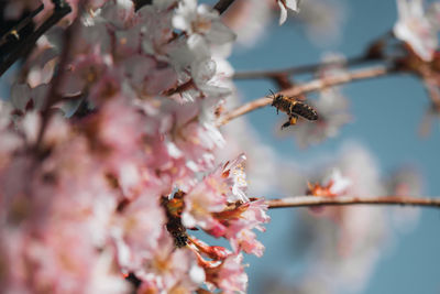 Close-up of insect on plant