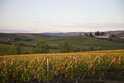 Vineyards in tuscany