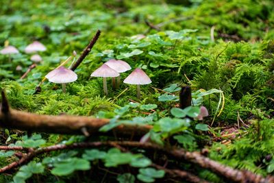 Close-up of mushroom growing on field