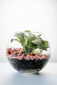 Transparent florarium with home plants front view.