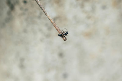 Close-up of insect on wall