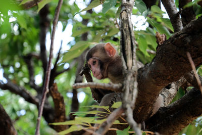 Monkey chilling out at arashiyama monkey park, kyoto, japan. low angle view.