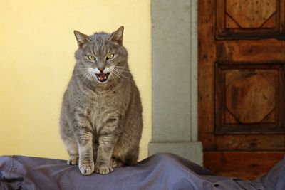 Cat sitting on bed at home