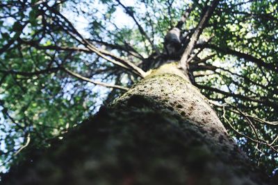 Low angle view of tree trunk