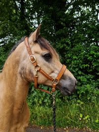 View of a horse on field