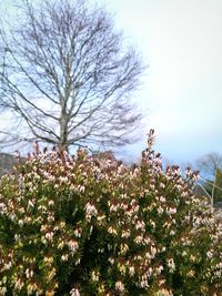 Close-up of flowers growing on field against sky