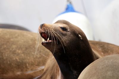 Close-up of sea lion