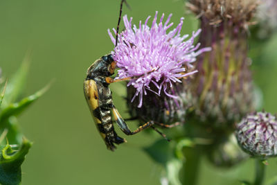 Macro shot of a spotted longhorn beetle on a thistle flower