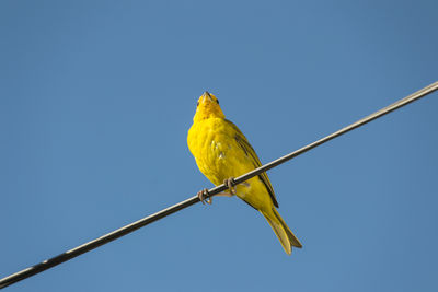 Low angle view of bird perching against clear sky