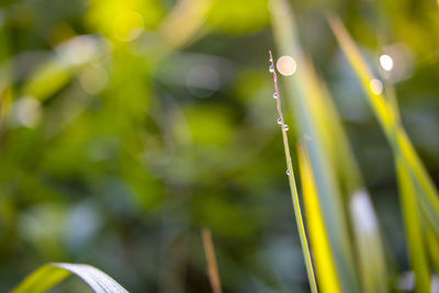 Close-up of wet plant