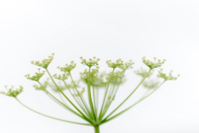 Close-up of plant against white background