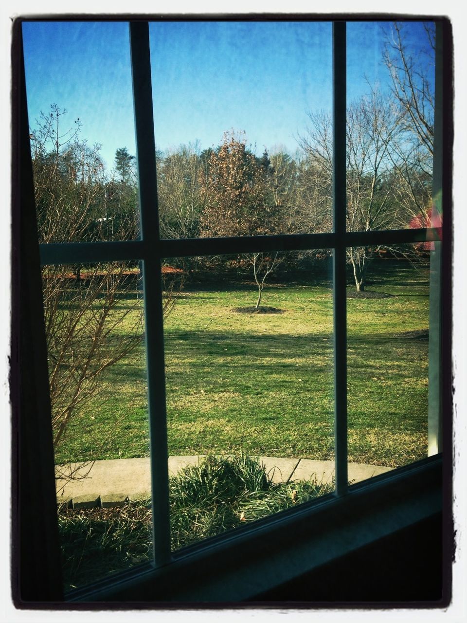 tree, transfer print, grass, field, fence, landscape, auto post production filter, window, grassy, clear sky, sunlight, metal, day, sky, no people, blue, green color, growth, tranquility, nature