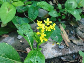 High angle view of yellow flowers blooming outdoors