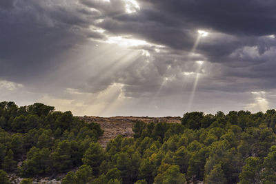 Scenic view of trees against sky